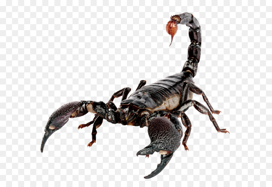 Emperor scorpion Scorpion sting House - Scorpions png download - 2362*1575 - Free Transparent Scorpion png Download.