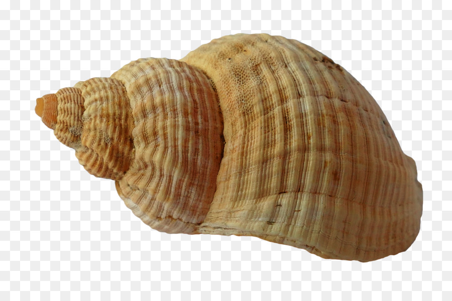 Clam Seashell Mollusc shell Beach - SEA SHELL png download - 5472*3648 - Free Transparent Clam png Download.