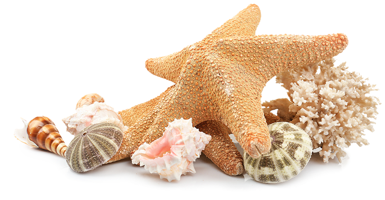 Seashell Beach Clip art - sea shells png download - 770*400 - Free