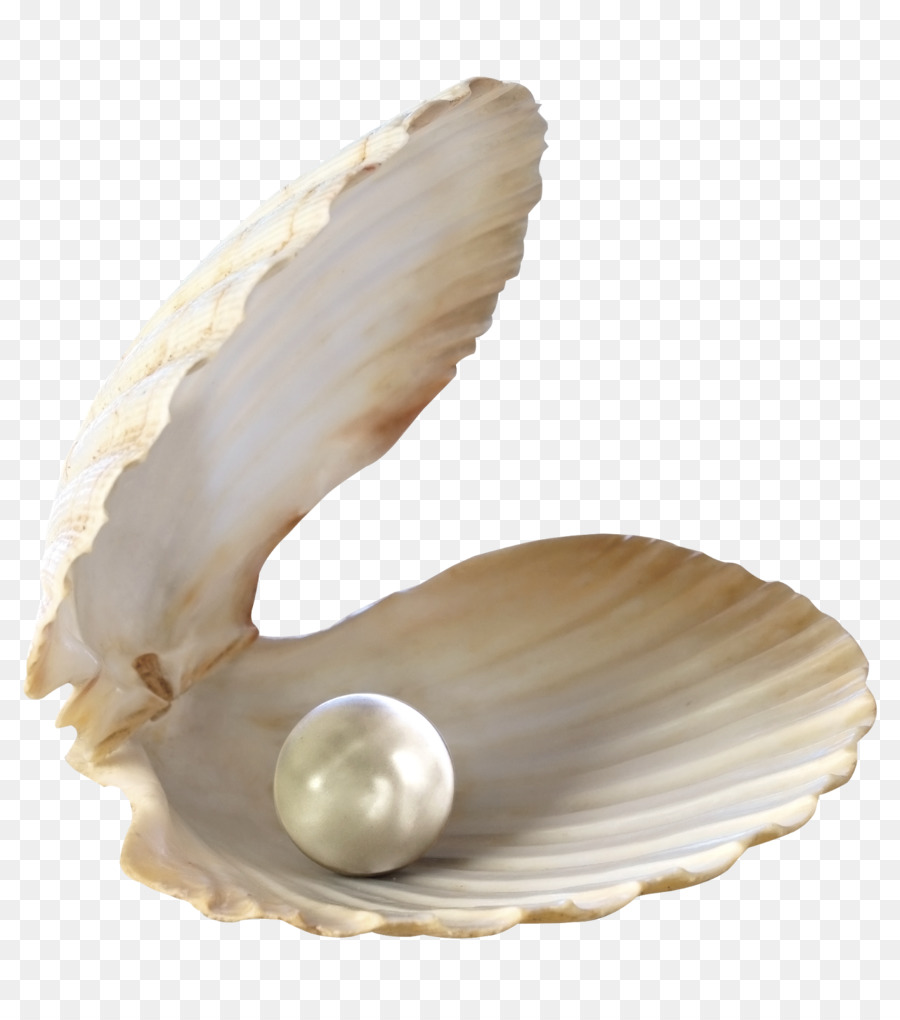 Seashell Desktop Wallpaper Clip art - seashells png download - 1419*1600 - Free Transparent Seashell png Download.