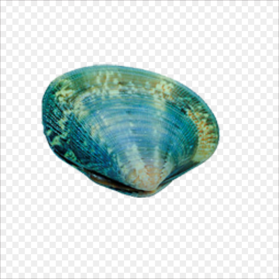 Seafood Seashell Shellfish - Seashells png download - 1773*1773 - Free Transparent Seafood png Download.