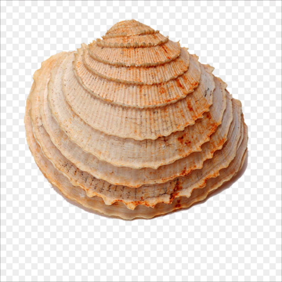 Seashell Fossil Shellfish Sea snail - Seashells png download - 1773*1773 - Free Transparent Seashell png Download.