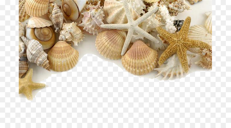 Seashell Pearl Shore Sand - Decorative seashells png download - 753*500 - Free Transparent Seashell png Download.