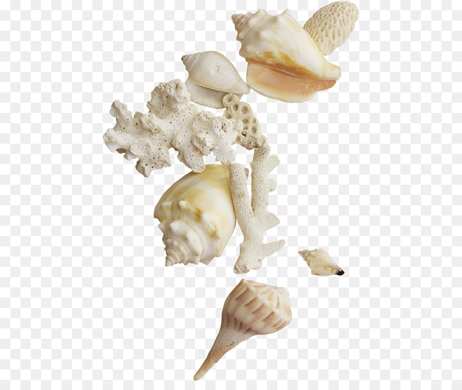 Seashell Clip art - Seashells png download - 500*742 - Free Transparent Seashell png Download.