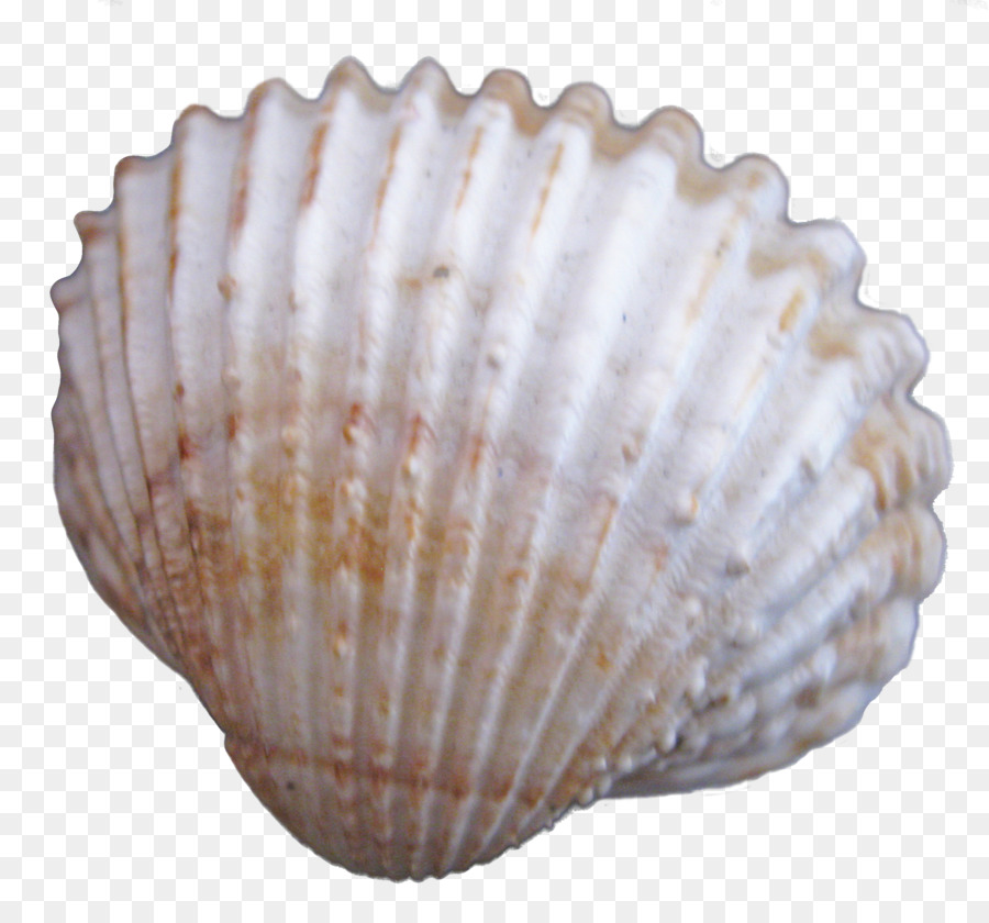 Cockle Seashell - Creative seashells png download - 2478*2310 - Free Transparent Cockle png Download.