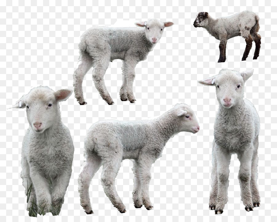 Sheep Portable Network Graphics Image Lamb Photography - sheep png download - 900*720 - Free Transparent Sheep png Download.
