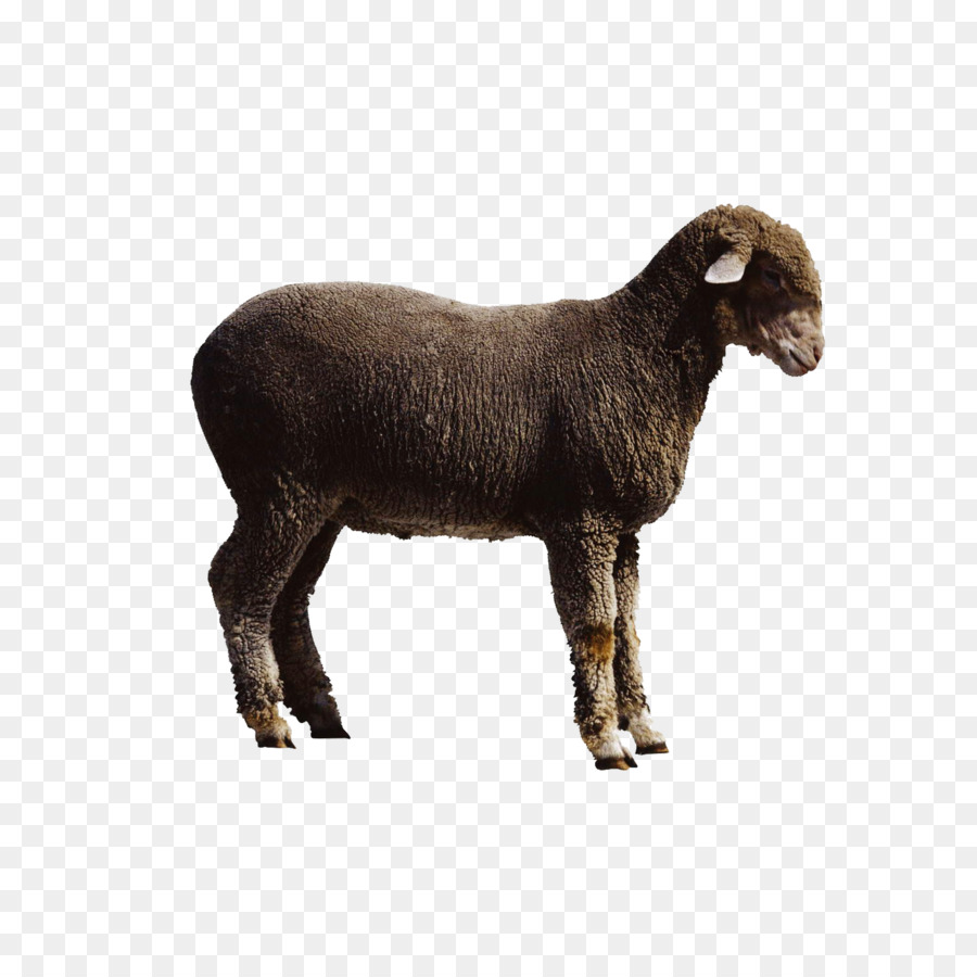 Sheep Goat Cattle - goat png download - 2953*2953 - Free Transparent Sheep png Download.