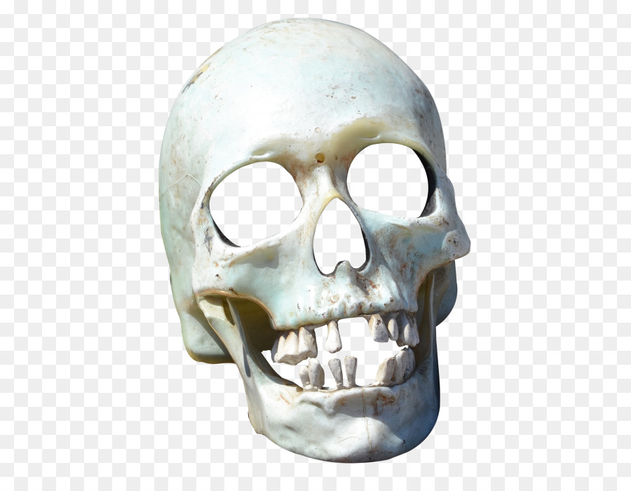 Portable Network Graphics Transparency Clip art Skull Image - skull png download - 500*683 - Free Transparent Skull png Download.