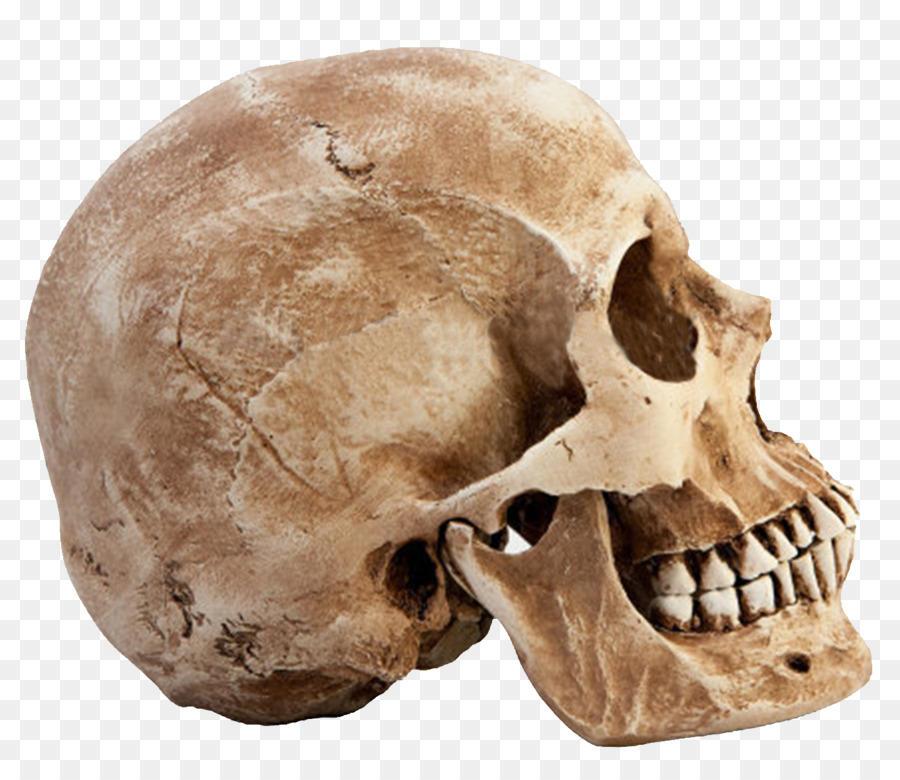 Human skull Bone Euclidean vector - Skull PNG Transparent Images png download - 1295*1113 - Free Transparent Skull png Download.