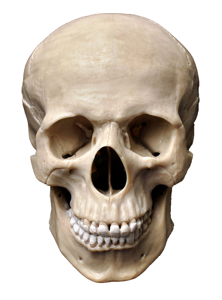 Skull Human skeleton Stock photography Homo sapiens Bone - Skull png