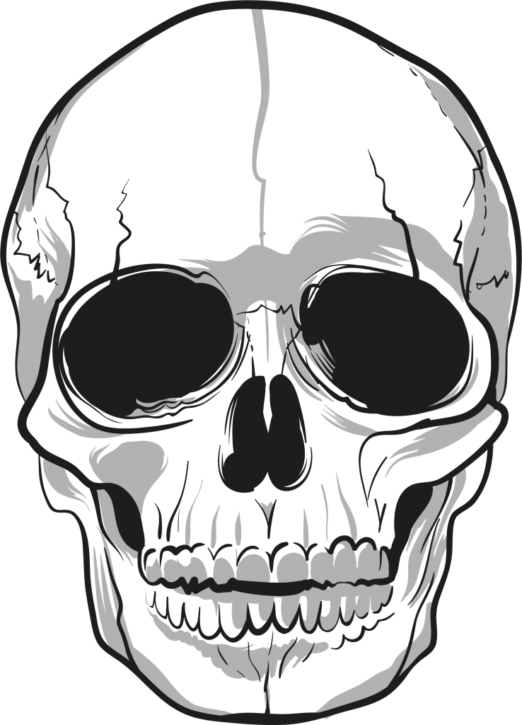 Skull Bone Clip art - skull png download - 738*1024 - Free Transparent