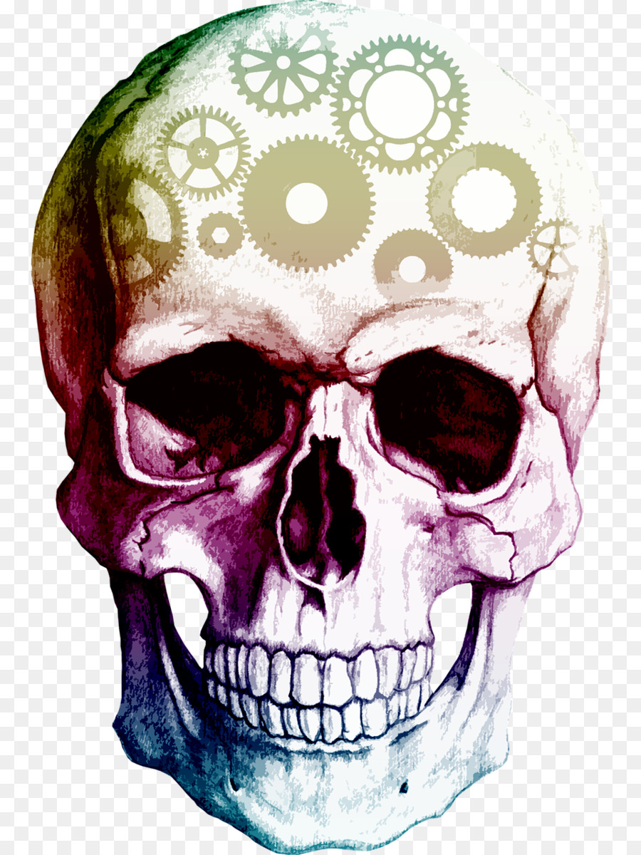 Skull Human skeleton Clip art - skulls png download - 960*1280 - Free Trans...