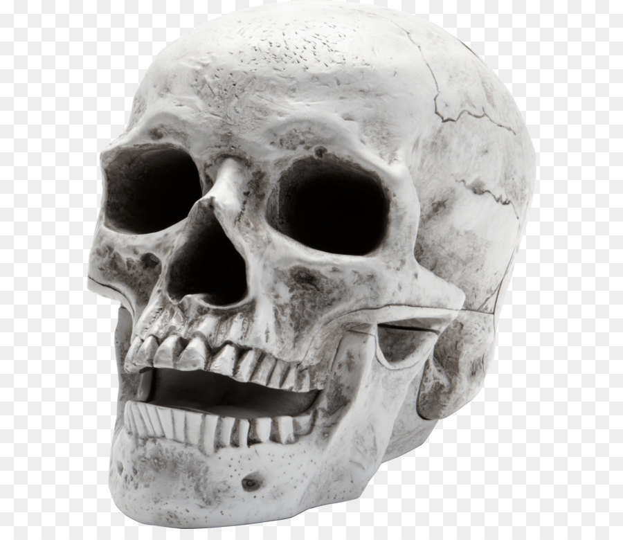 Skull Wallpaper - Skull Png Image png download - 1795*2111 - Free Transparent Human Skeleton png Download.