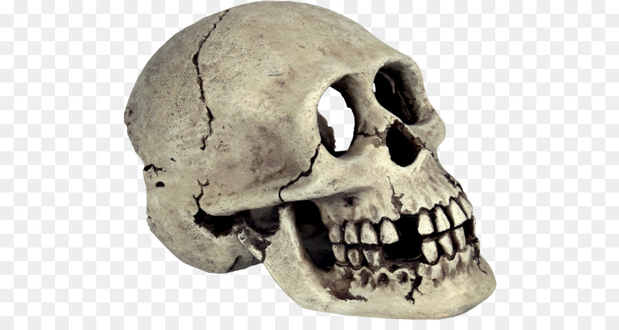 Skull Human skeleton Bone - skull png transparent background png download - 545*480 - Free Transparent Skull png Download.