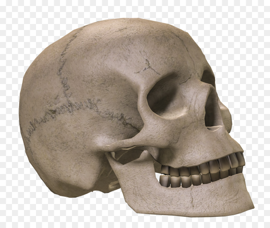 Skull Bone Skeleton - skulls png download - 1280*1080 - Free Transparent Skull png Download.
