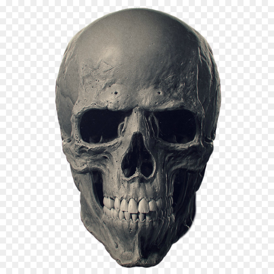 Animal Skulls Bone Human skeleton - skulls png download - 1200*1200 - Free Transparent Skull png Download.