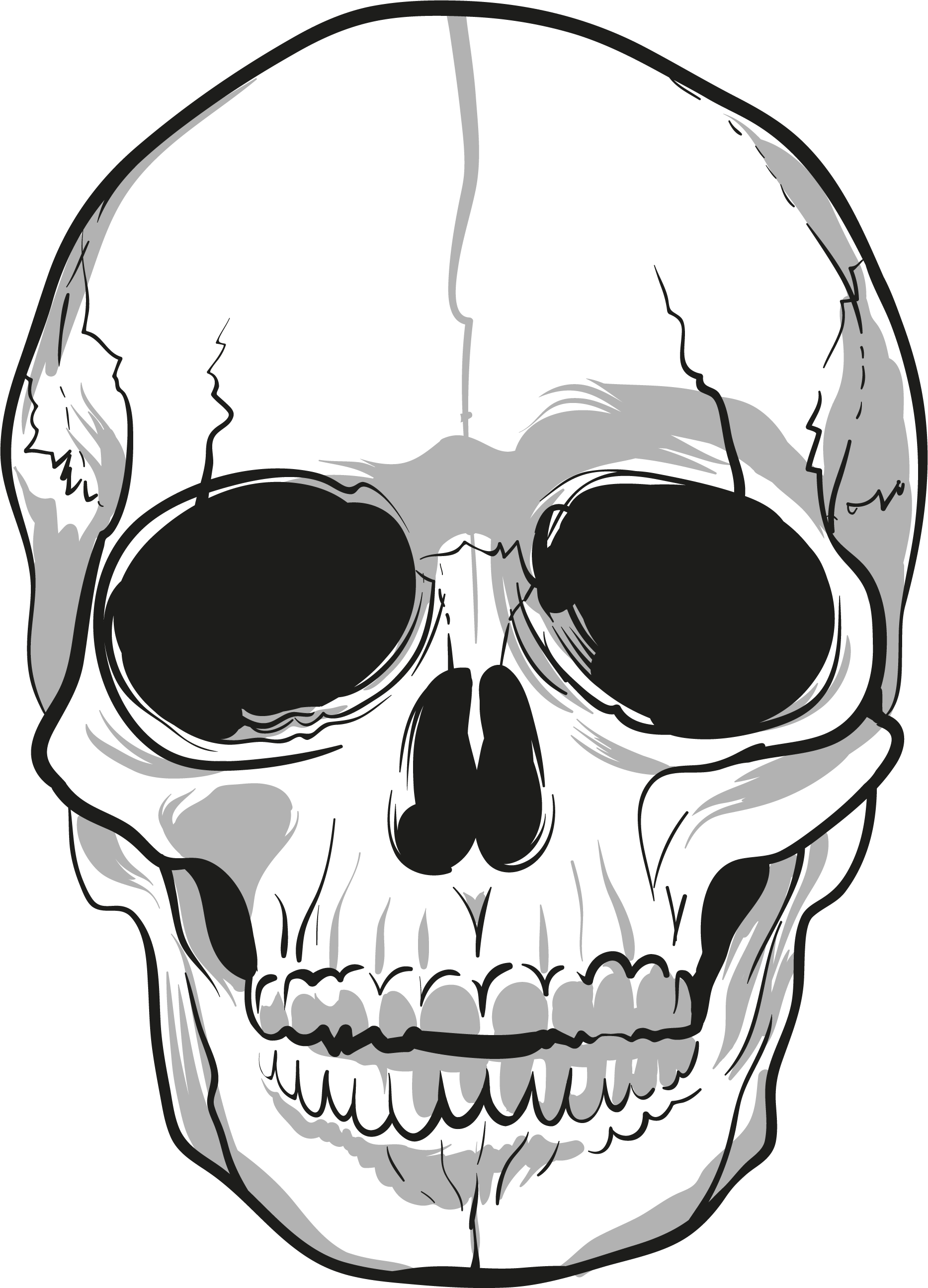 Skull Drawing Bone skulls png download 1867*2592 Free Transparent