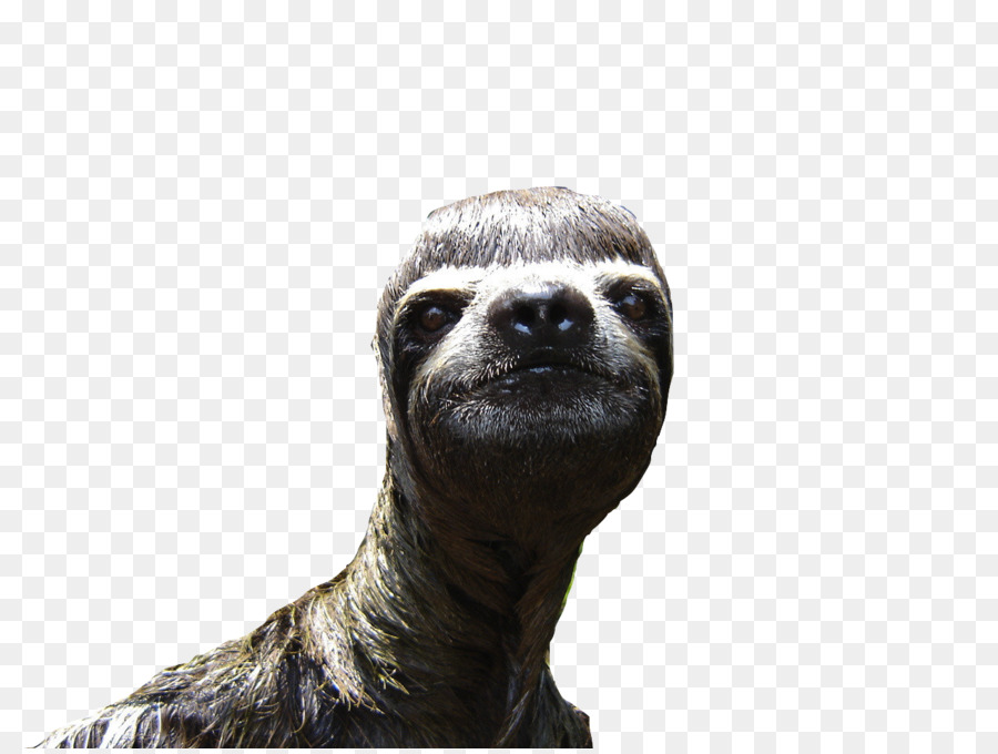 Sloth Animal Desktop Wallpaper - sloth png download - 1280*960 - Free Transparent Sloth png Download.