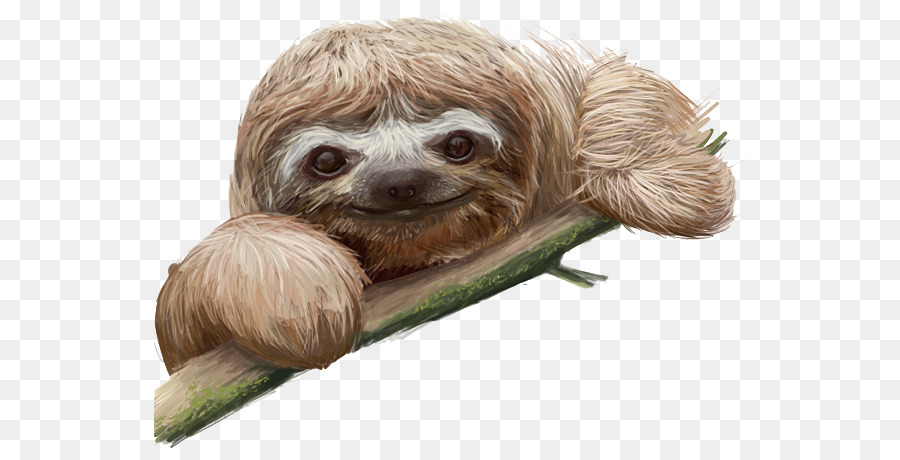Sloth Clip art - others png download - 613*455 - Free Transparent Sloth png Download.