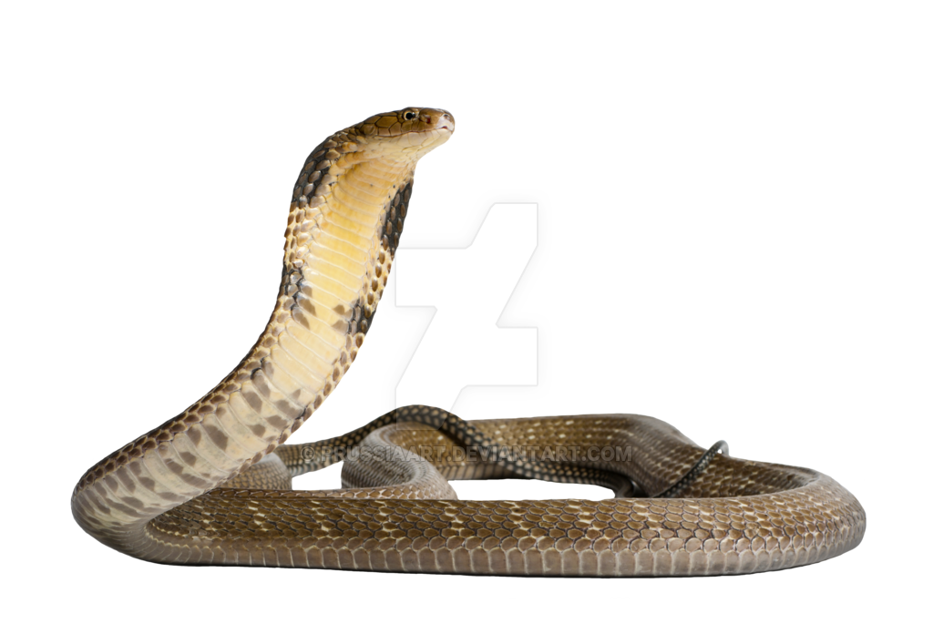 Venomous Snake Gaboon Viper King Cobra Anaconda Png Download 1024