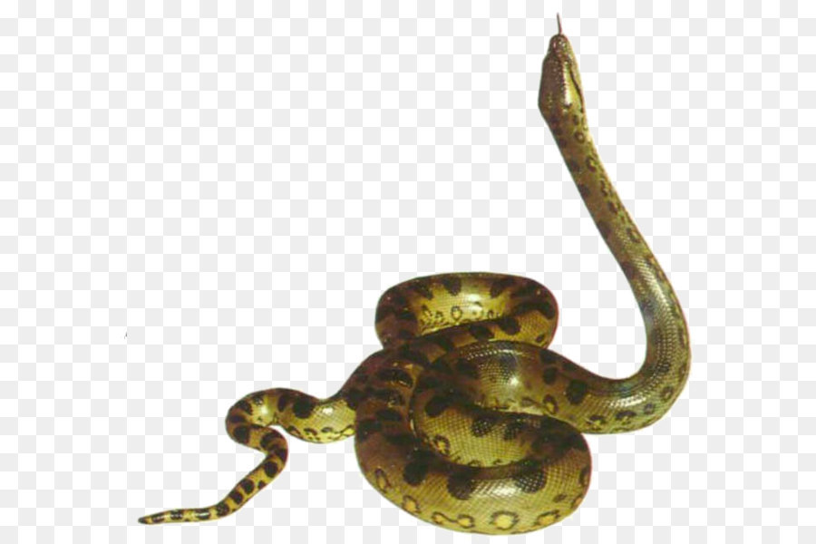 Snake Clip art - Anaconda Picture png download - 697*643 - Free Transparent Snake png Download.