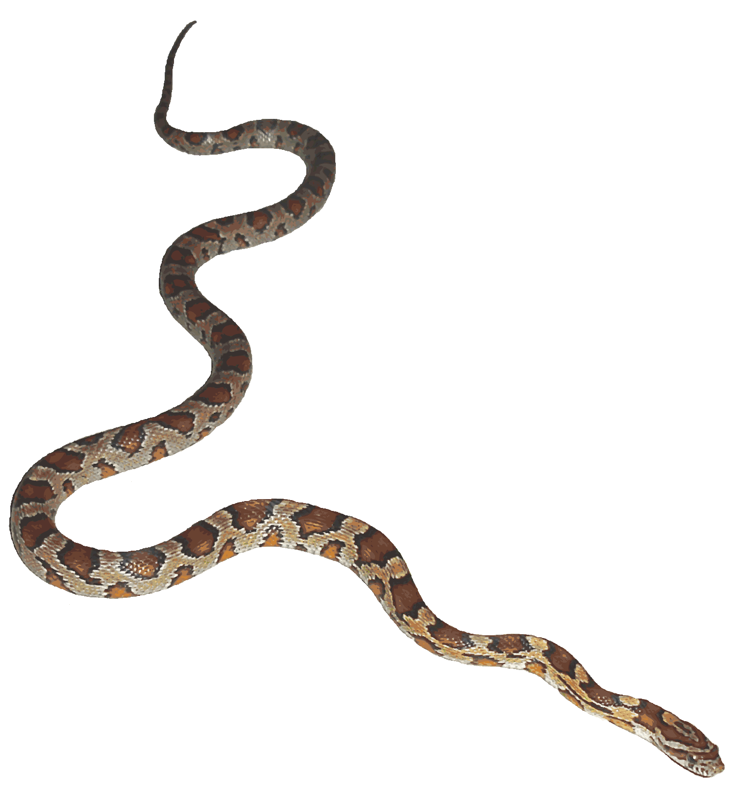 Snake Animation Desktop Wallpaper Clip Art Python Png Download 1493