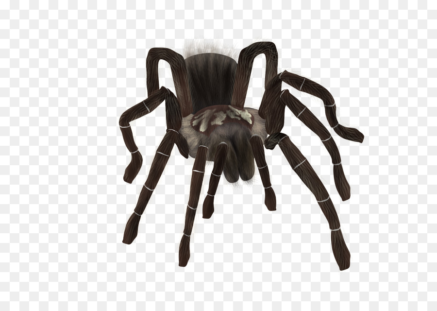 Tarantula Spider - spider png download - 640*640 - Free Transparent Tarantula png Download.