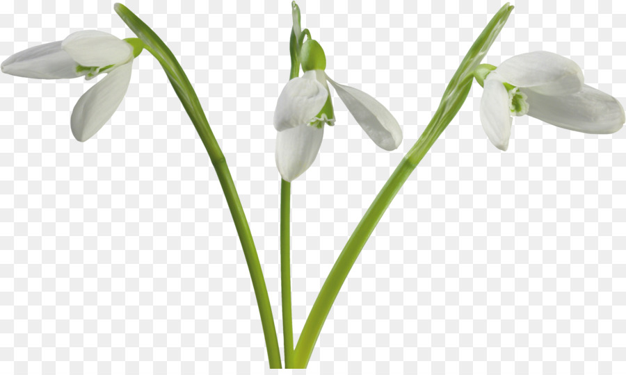 Flower Clip art - spring flowers png download - 4997*2947 - Free Transparent Flower png Download.