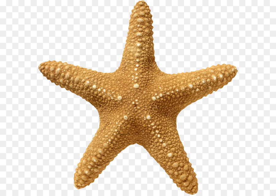 Starfish Wallpaper - Starfish PNG png download - 2617*2560 - Free Transparent Starfish png Download.