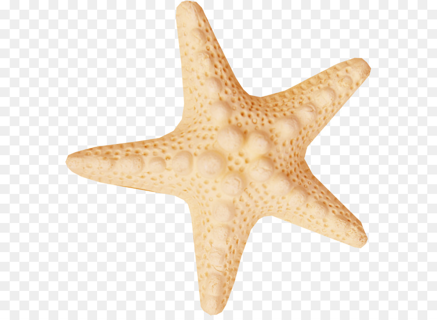 Starfish Sea Clip art - starfish png download - 631*652 - Free Transparent Starfish png Download.