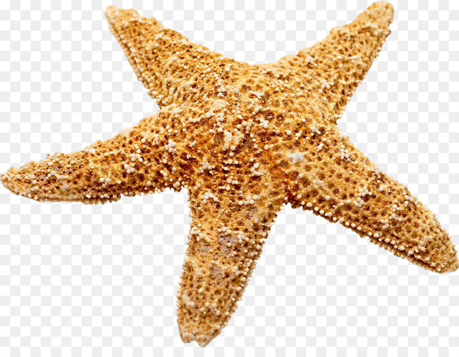 Starfish - Marine decoration Starfish png download - 2254*1708 - Free Transparent Starfish png Download.