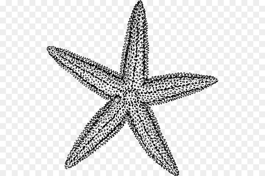 Starfish Drawing Clip art - starfish png download - 586*600 - Free Transparent Starfish png Download.