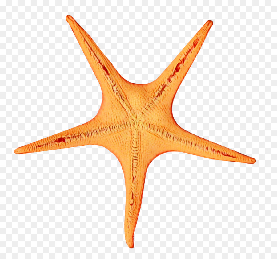 Portable Network Graphics Clip art Starfish Transparency Image -  png download - 1220*1138 - Free Transparent Starfish png Download.