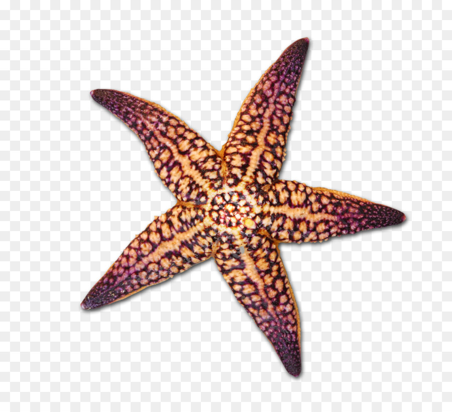 Starfish Seashell Drawing - Cartoon Starfish png download - 1616*1446 - Free Transparent Starfish png Download.