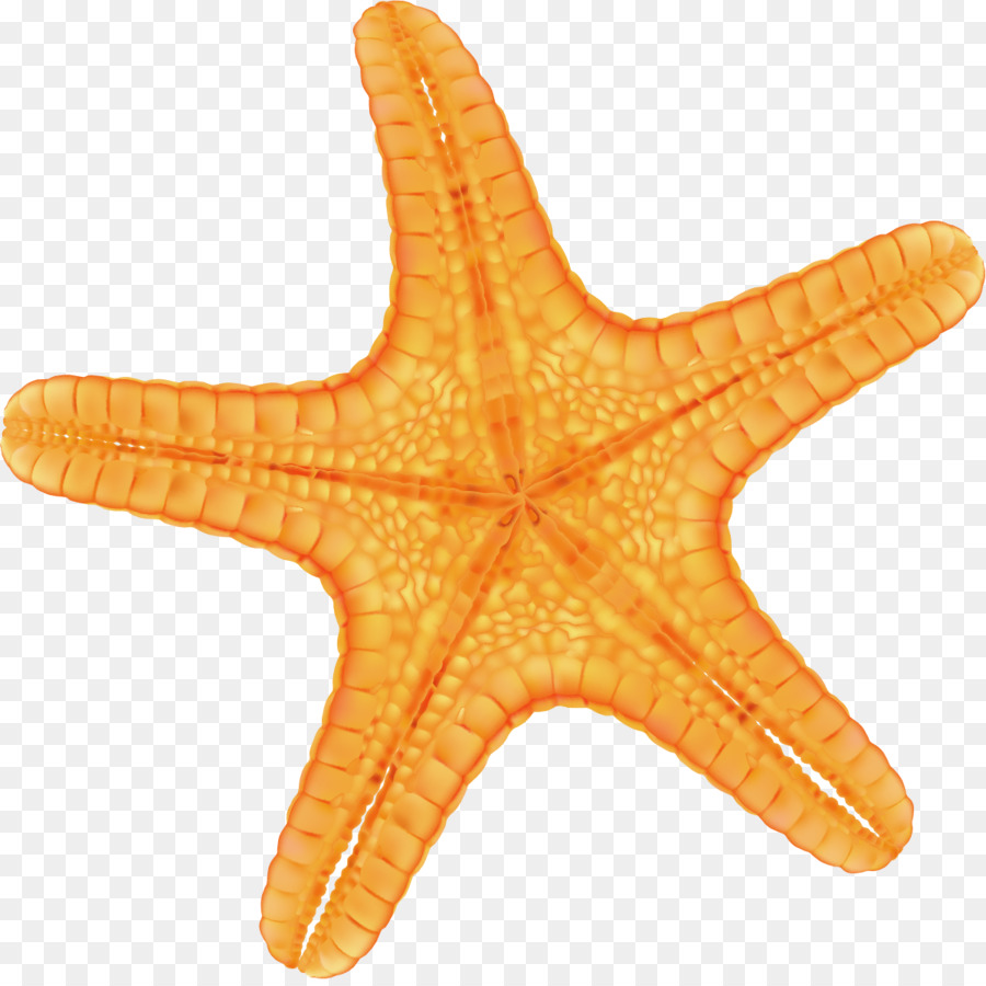 Starfish Red - hand painted yellow starfish png download - 1201*1193 - Free Transparent Starfish png Download.