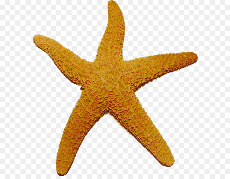 Starfish Clip art - Starfish PNG png download - 800*848 - Free Transparent Starfish png Download.