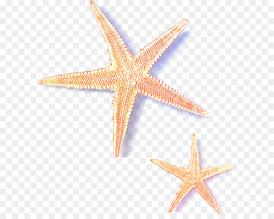 Starfish - starfish png download - 650*708 - Free Transparent Starfish png Download.