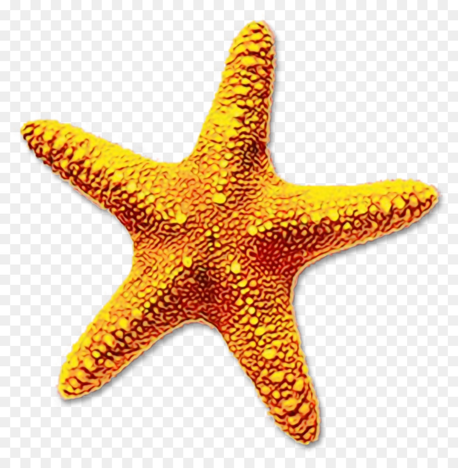 Portable Network Graphics Clip art Starfish Image Transparency -  png download - 1577*1600 - Free Transparent Starfish png Download.