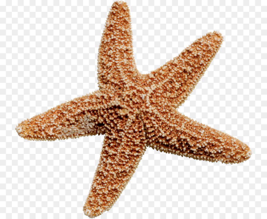 Starfish Clip art - starfish png download - 800*738 - Free Transparent Starfish png Download.