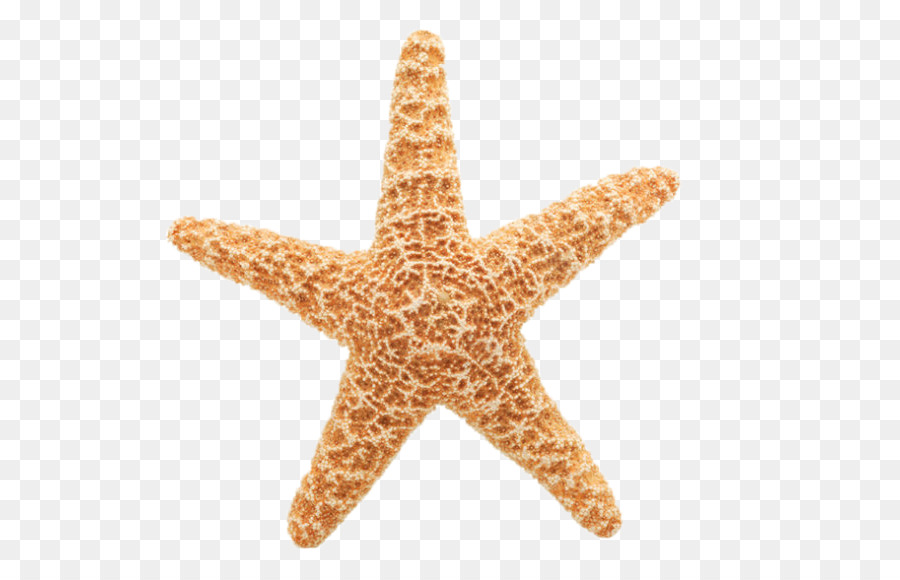 Starfish Free content Clip art - starfish png download - 690*576 - Free Transparent Starfish png Download.