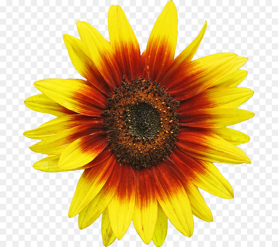 Common sunflower Seed Clip art - sunflower png download - 752*800 - Free Transparent Common Sunflower png Download.