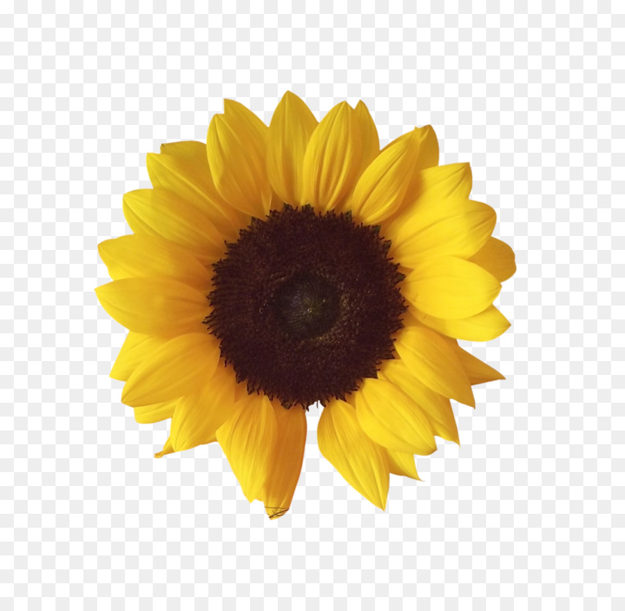 Common sunflower Image file formats Clip art - sunflower png download - 912*876 - Free Transparent Common Sunflower png Download.