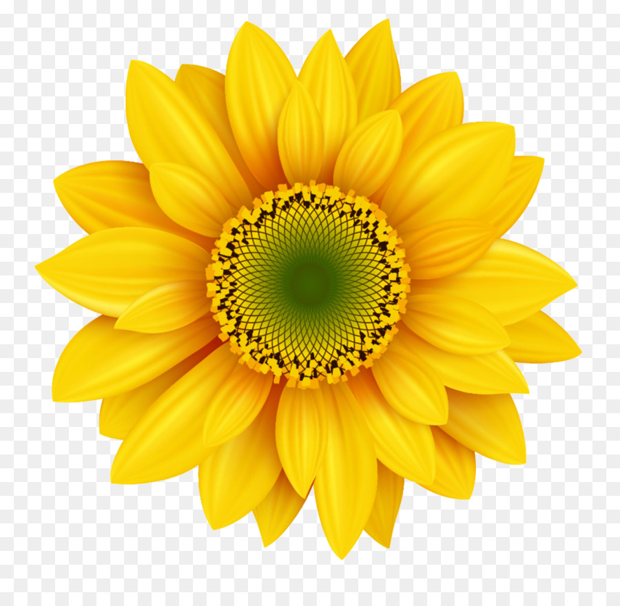 Royalty-free Photography Icon - Clear sunflowers png download - 1024*982 - Free Transparent Royaltyfree png Download.