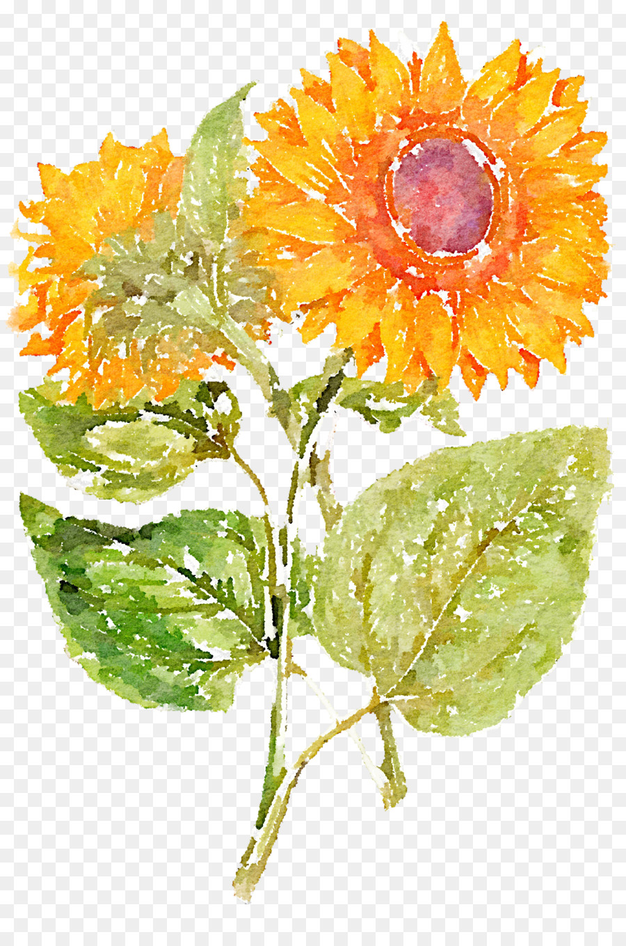 Common sunflower - Hand painted sunflowers png download - 1366*2048 - Free Transparent Common Sunflower png Download.