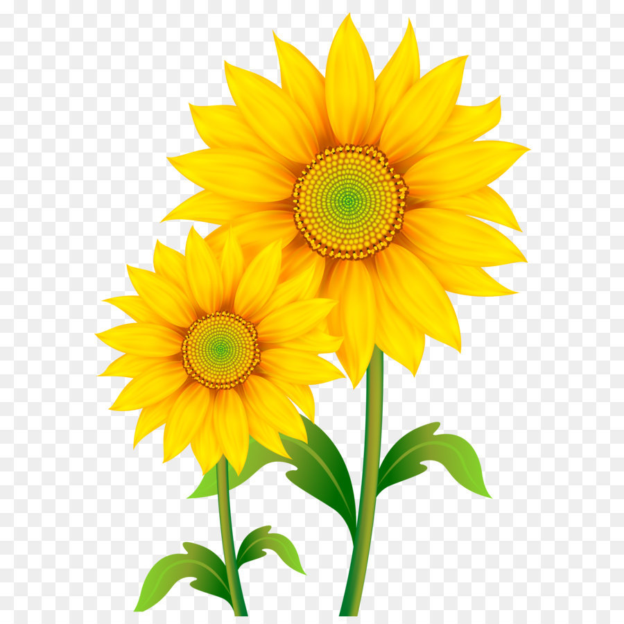 Common sunflower Clip art - Transparent Sunflowers Clipart PNG Image png download - 4504*6158 - Free Transparent Computer Icons png Download.
