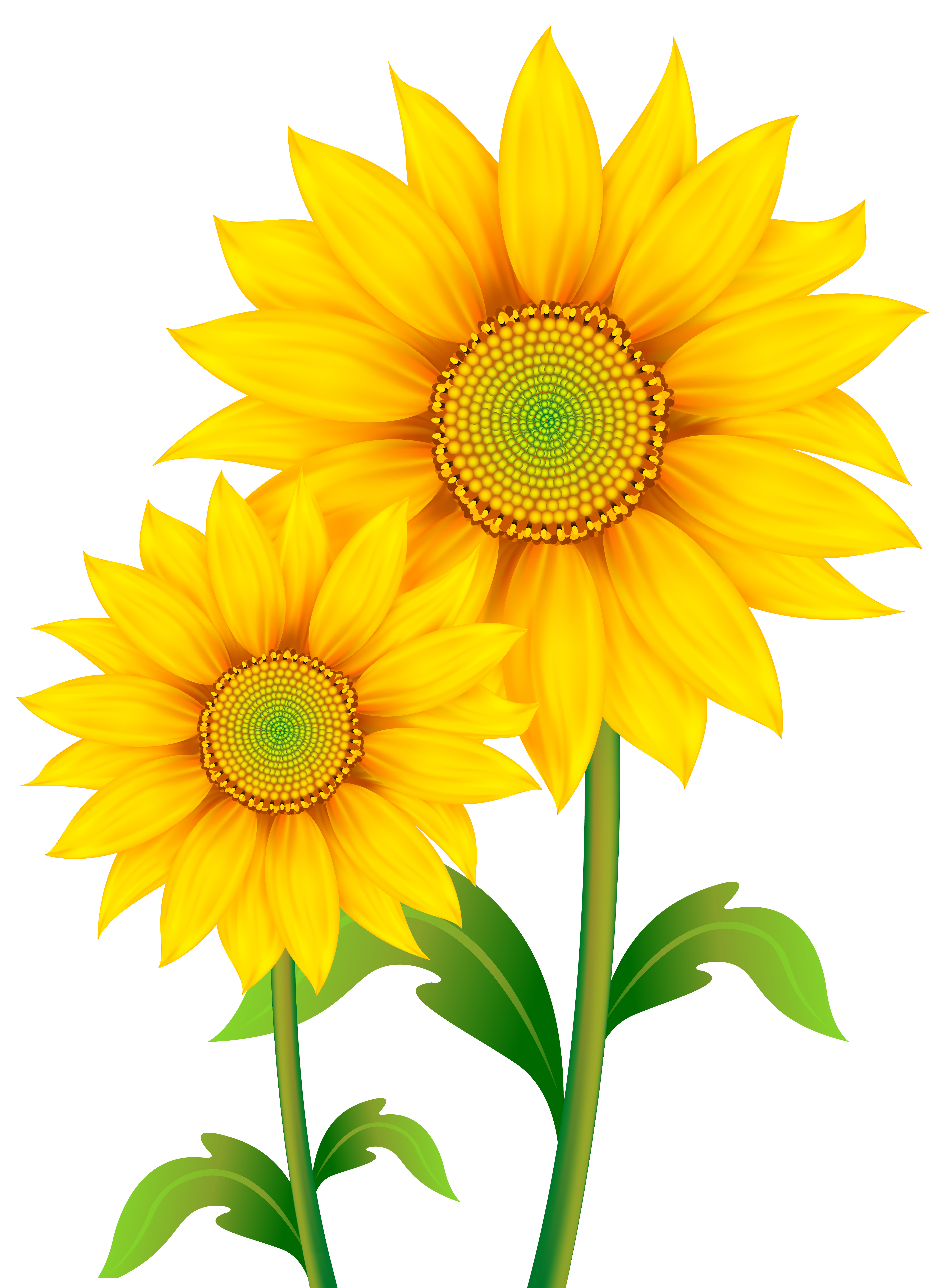 Common Sunflower Clip Art Transparent Sunflowers Clipart Png Image