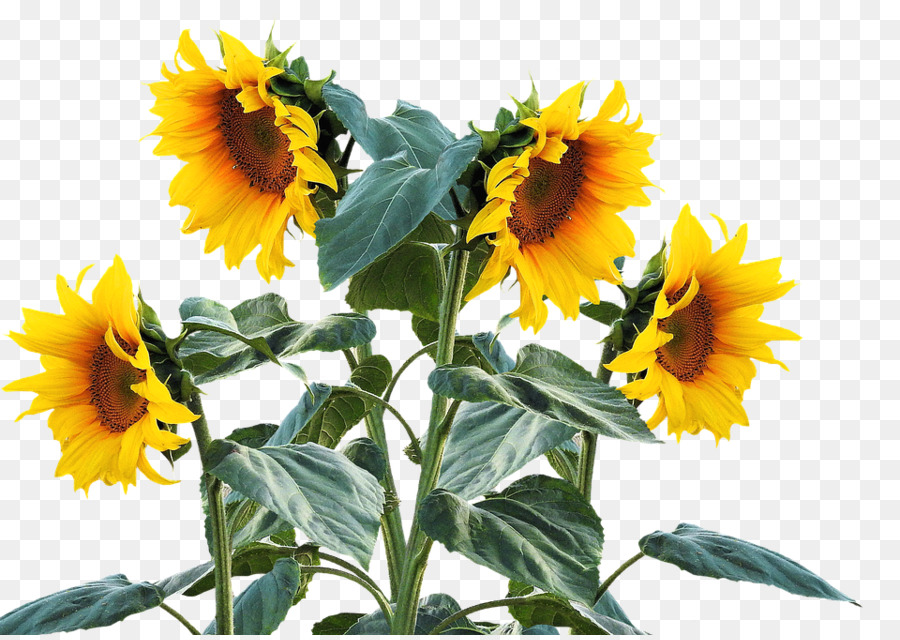 Common sunflower Plant Sunflower seed Clip art - sunflowers png download - 960*677 - Free Transparent Common Sunflower png Download.