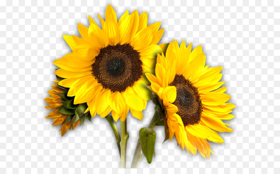 Common sunflower Clip art - Sunflowers PNG png download - 659*550 - Free Transparent Common Sunflower png Download.