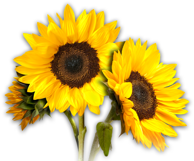 Common Sunflower Clip Art Sunflowers Png Png Download 659550