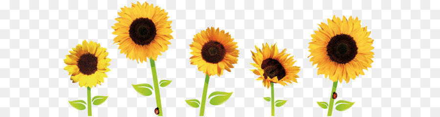 Common sunflower Clip art - Sunflowers Transparent png download - 1499*548 - Free Transparent Common Sunflower png Download.